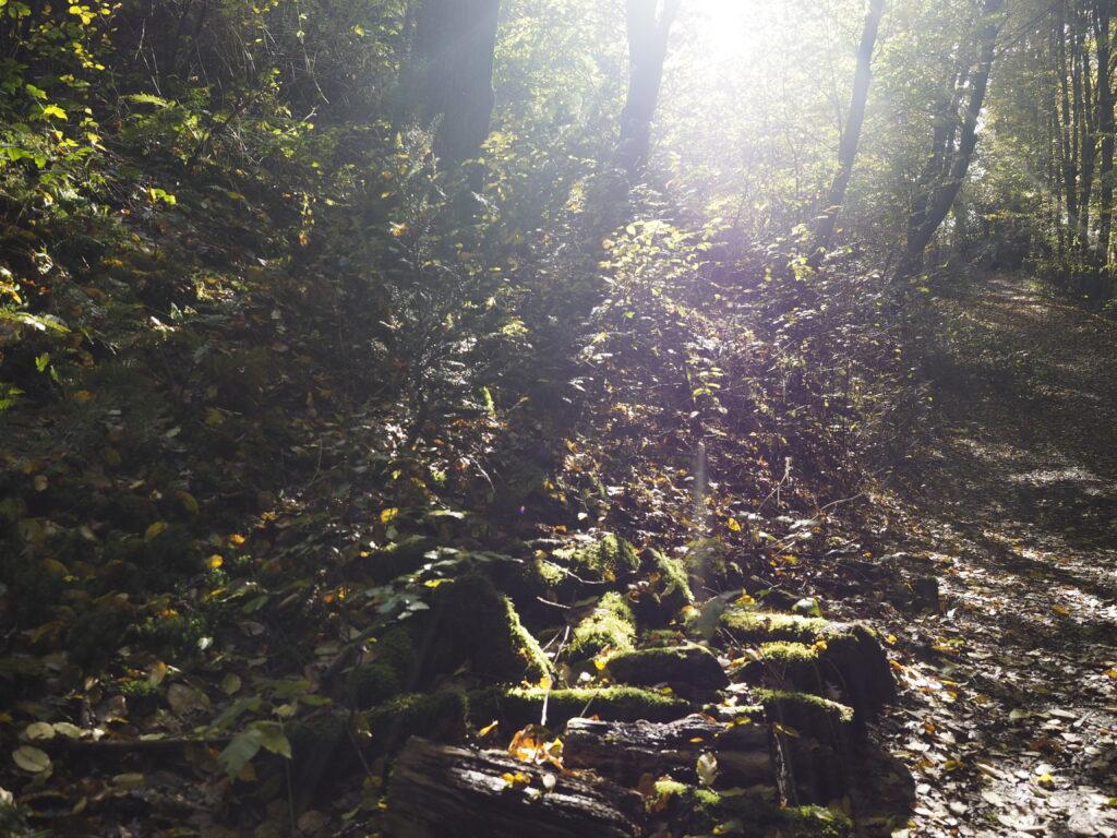 Im Wald